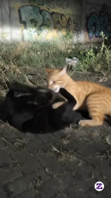 Kucing Bercanda