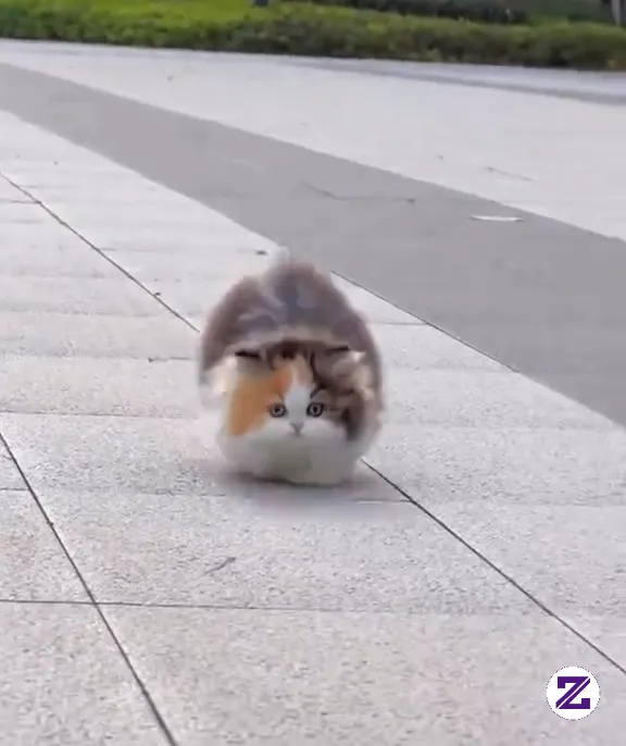 Catlovers 😍😍😍