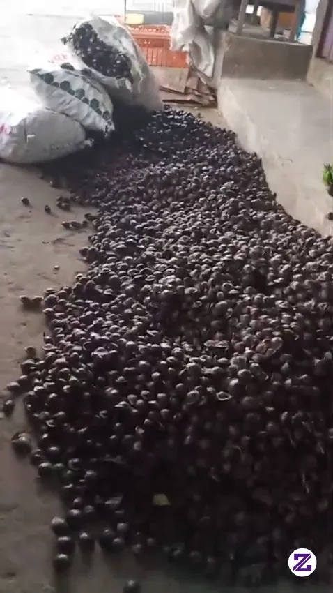 Siapa Suka Makan Jengkol