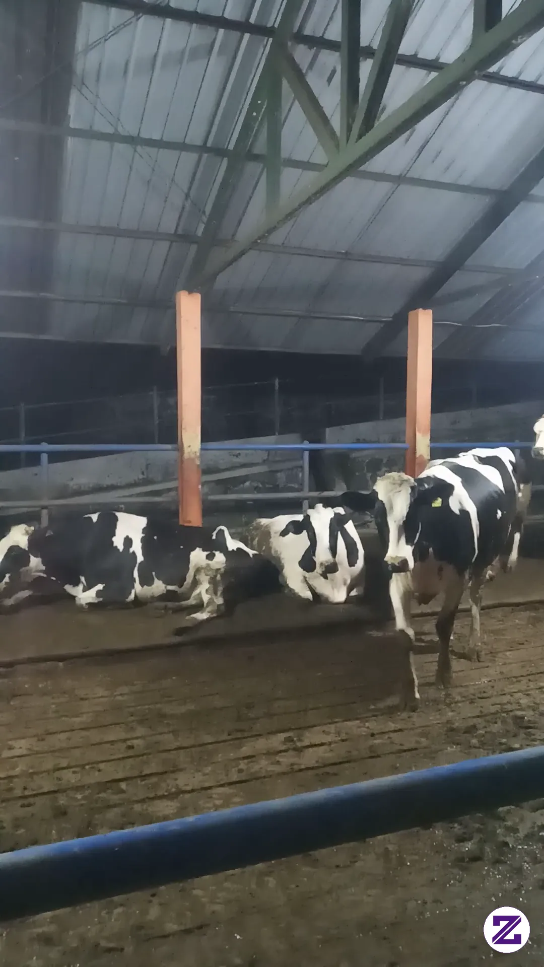 Sapi Perahnya Gemuk2.. Kunjungan Dulu Di BBPTUHPT Baturraden