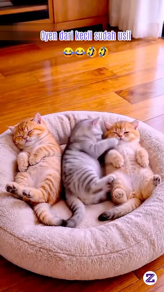 Oyen Dari Kecil Sudah Suka Usil