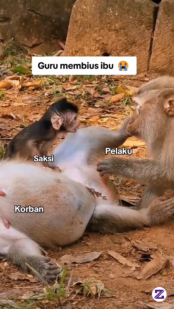 Anak Monyet Jadi Saksi