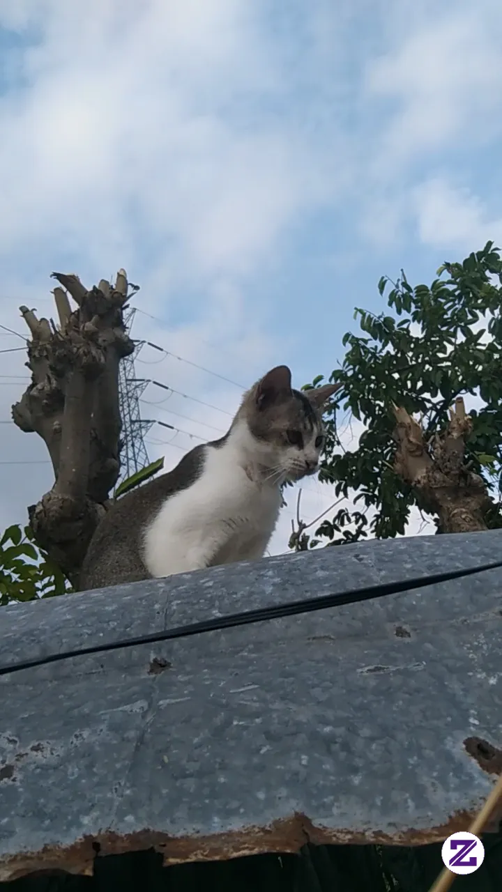 Bermain Dengan Kucing Bukan Hanya Aktivitas Yang Menyenangkan, Tetapi Juga