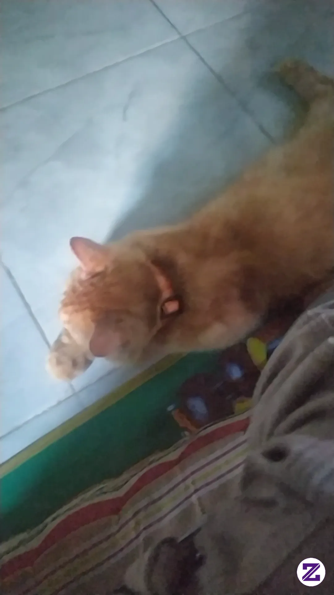 Ohayo Gozaimas,,,selamat Pagi Kawan