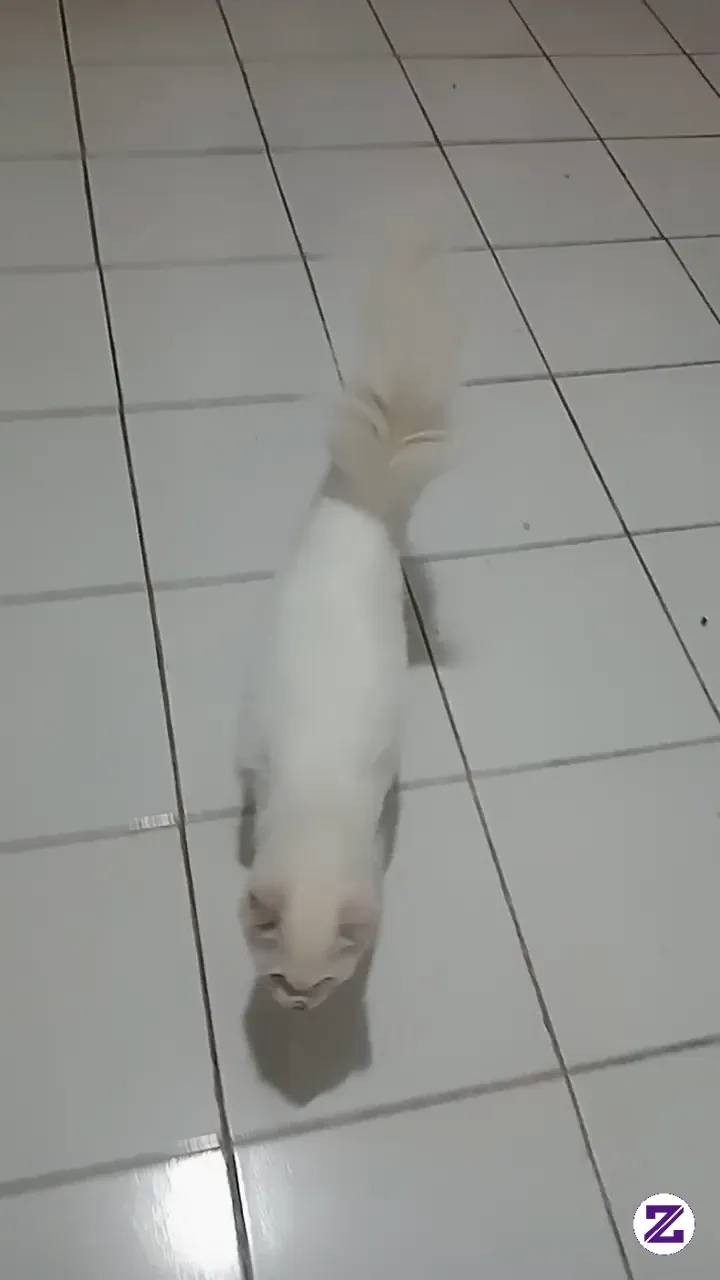 Ini Kucingku, Mana Kucingmu..