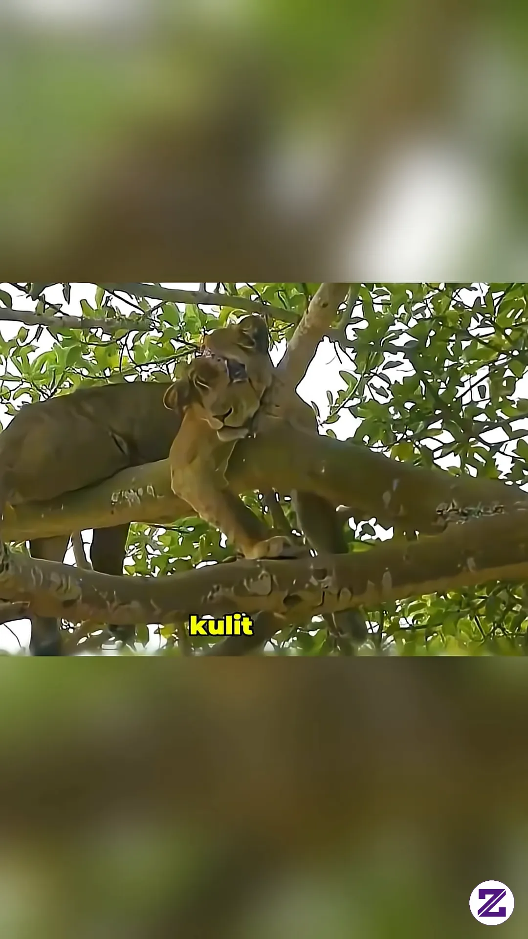 Singa Betina Hamil Rela Naik Pohon Demi Menyelamatkan Bayinya! 😭🦁