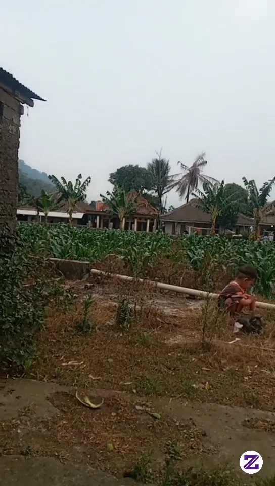 Main Blakang Rumah Sambil Lihat Kebun Jagung