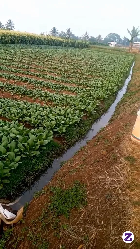 Saat Hujan Tak Kujung Turun Tanaman Pun Tak Subur😔