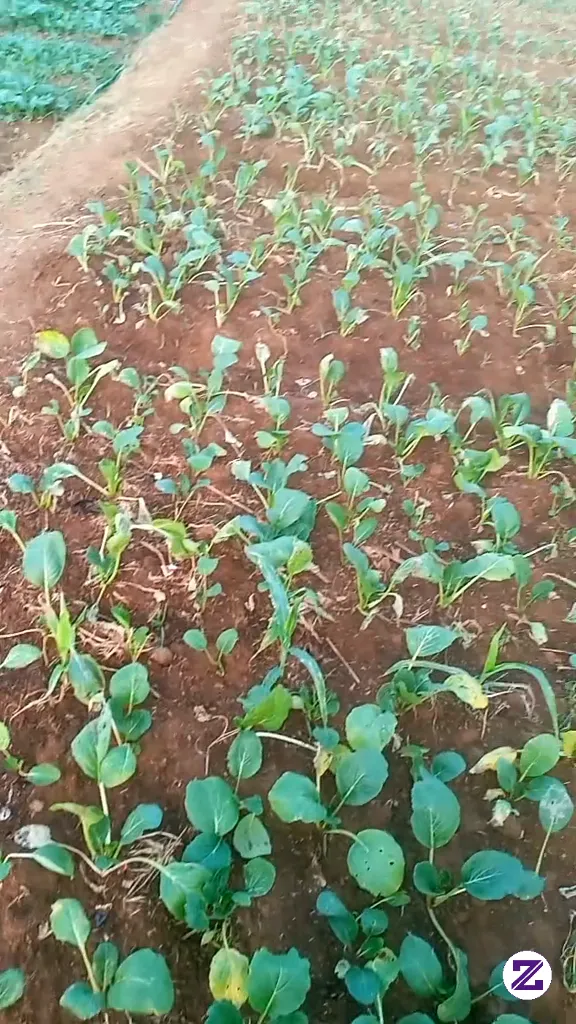 On Froses Semoga Hasil Seperti Yang Di Harap Kan🤲