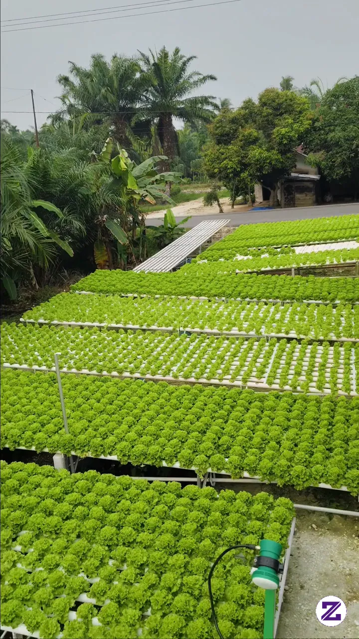 Menanam Sayuran, Bisnis Untuk Bercocok Tanam Menghasilkan Cuan