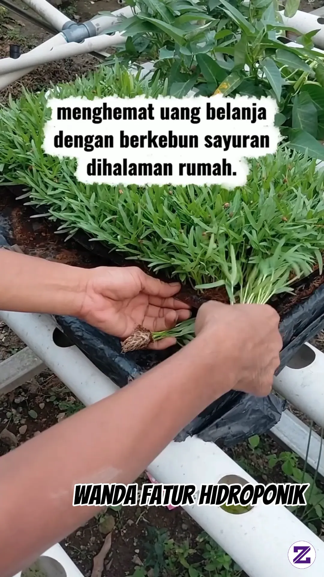 Menam Kangkung Hidroponik,