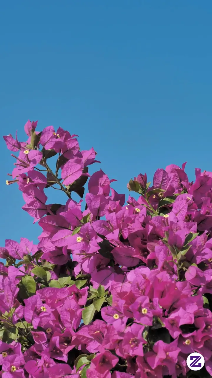 Bougainvilea Flowers In The Breeze, A Clear Blue Sky In The Background.