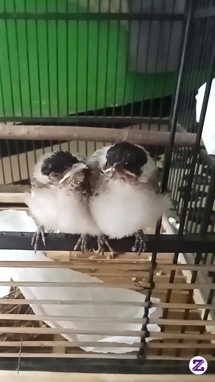 Lucu Banget 🐧🐧
