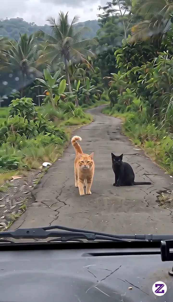 Saat Oyen Lagi Merayu Disitulah Sifat Aslinya Terganggu 😂#hiburan#cat#oyen
