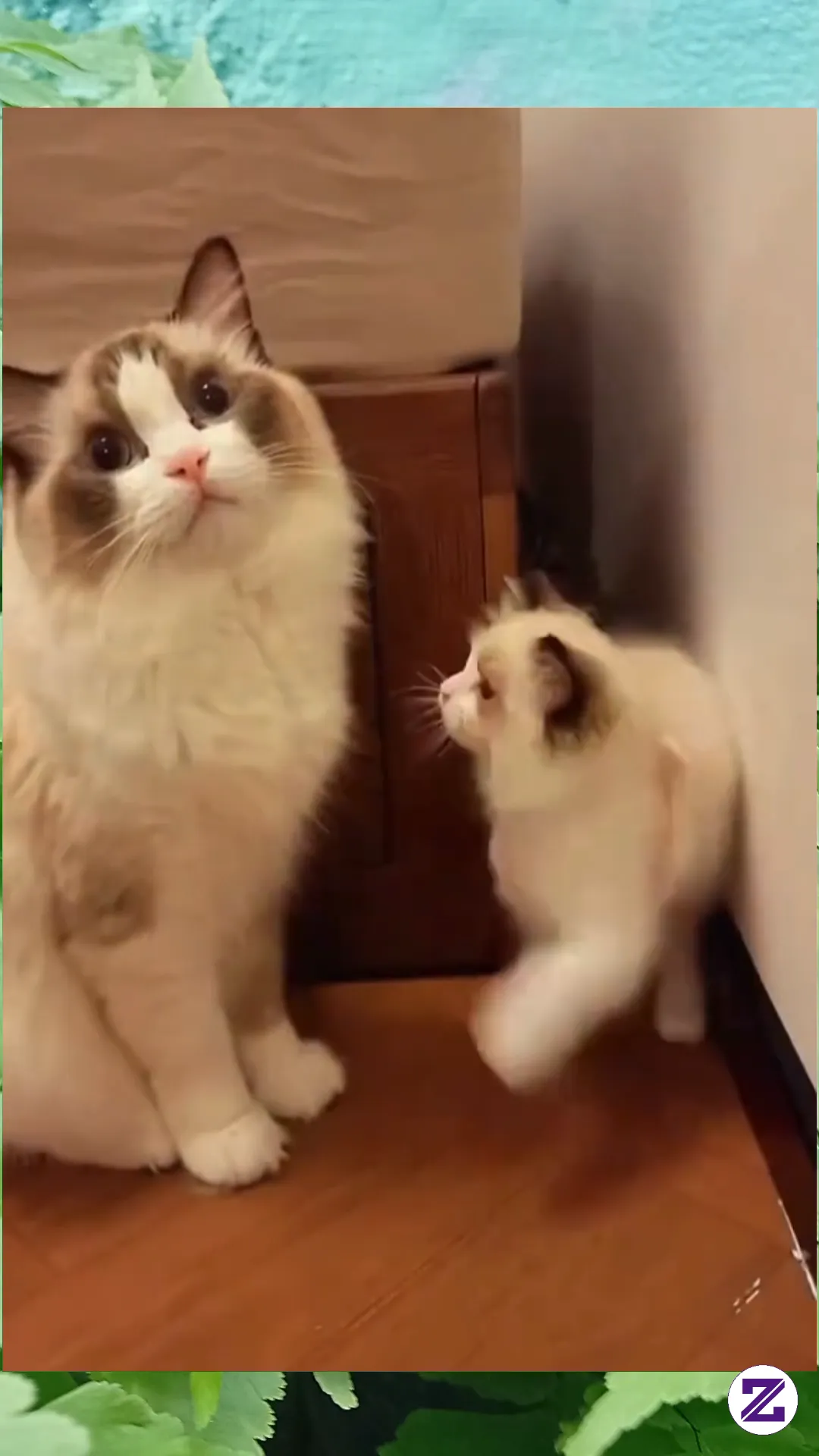 Kucing Jaman Sekarang 😁