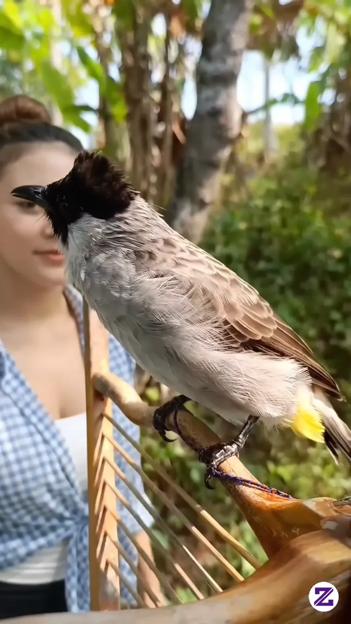 Ini Burung Ku, Kalau Burung Kamu Mana ❓