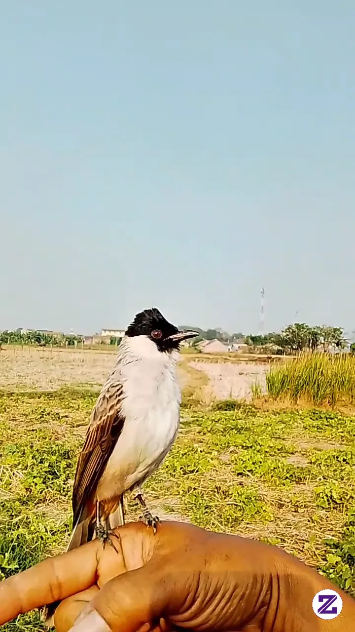 Kutilang Yang Sudah Mau Menggaruda Berkali-kali Di Tangan Adalah Kutilang Yang