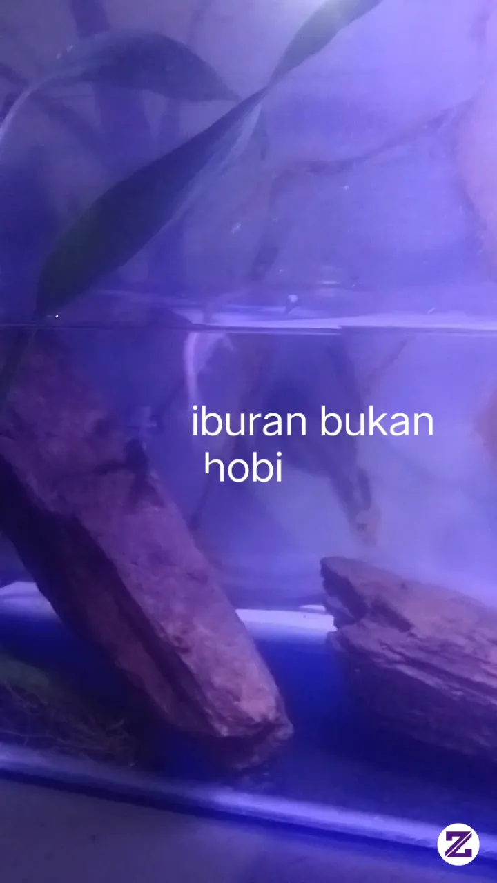 Hanya Untuk Semata Mata Hiburan Bukan Hobi