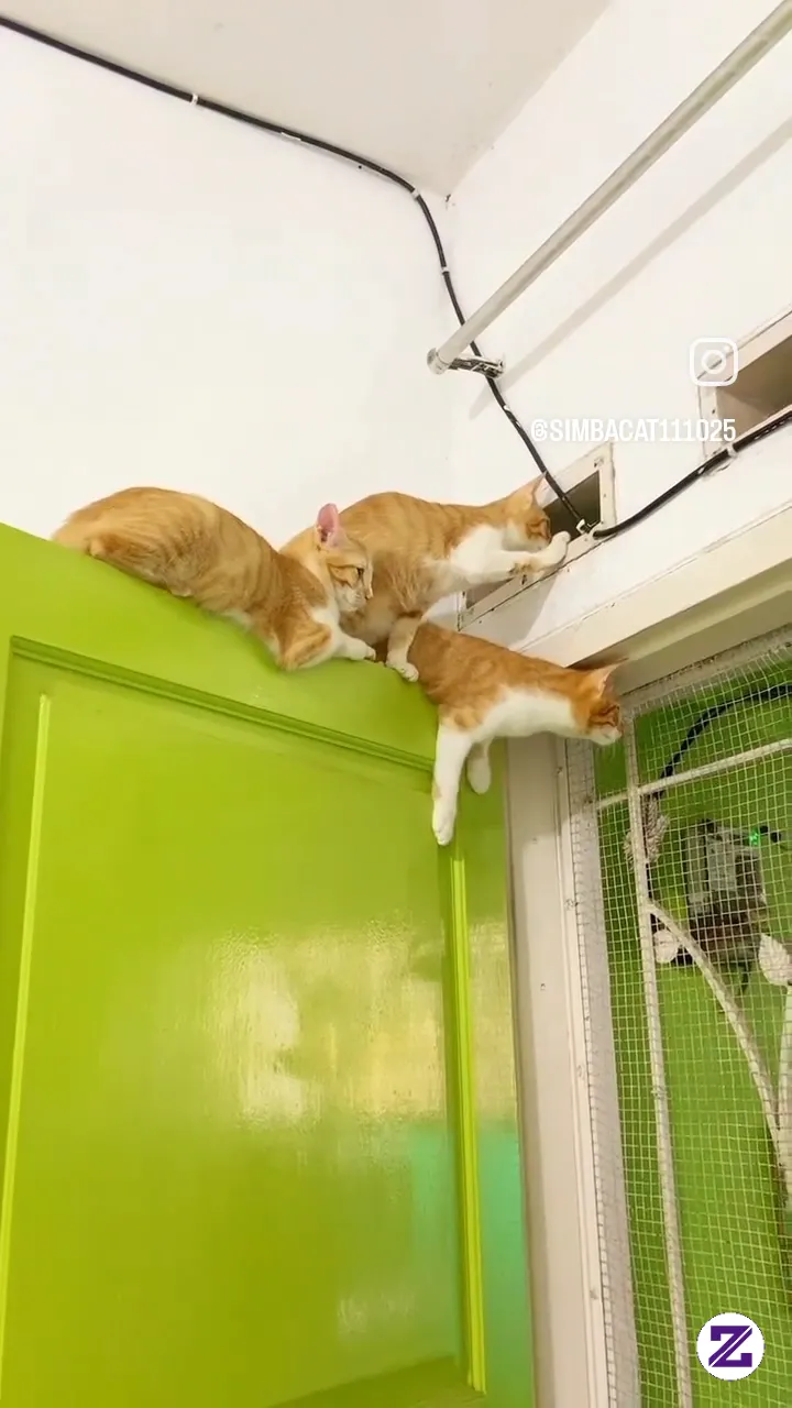 Bukan Orang Saja Yang Nguping..oyen Pun Lagi Nguping...