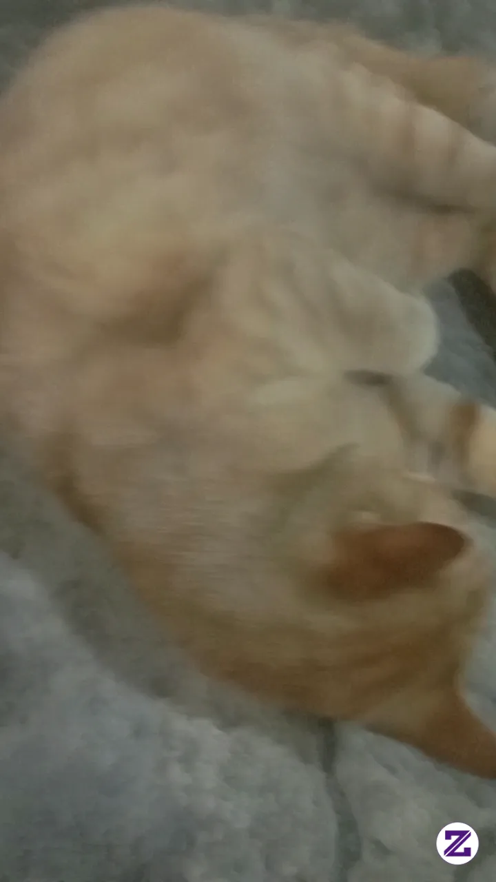 Reaksi Si Oyen Saat Betinanya Sama Jantan Lain..