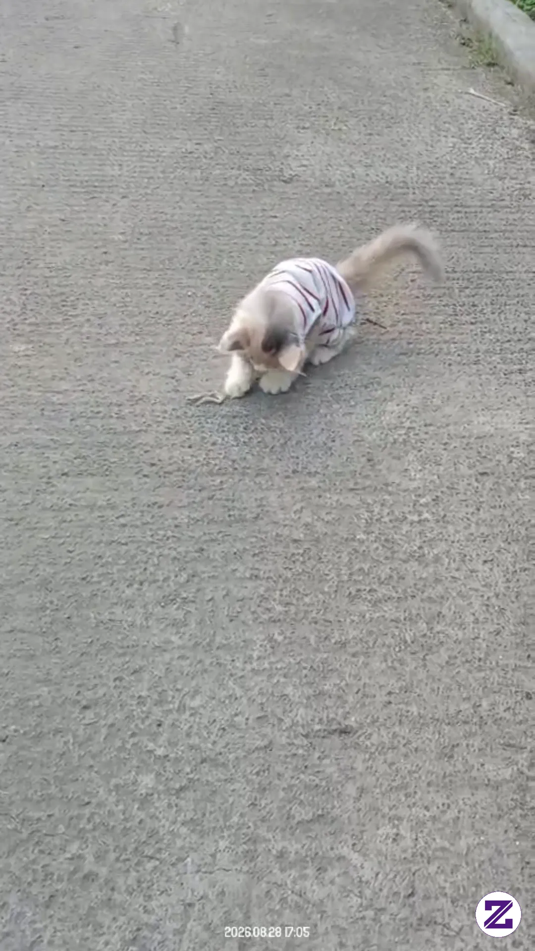 Lagi Main Didepan Rumah Sendirian 😹 Mari Coment Yang Punya Kucing Juga.