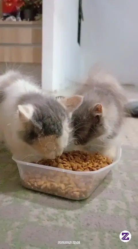 Lagi Mod Serius Kalo Mereka Makan, Kurang Satu Gak Tau Kemana Si Momo, Harusnya