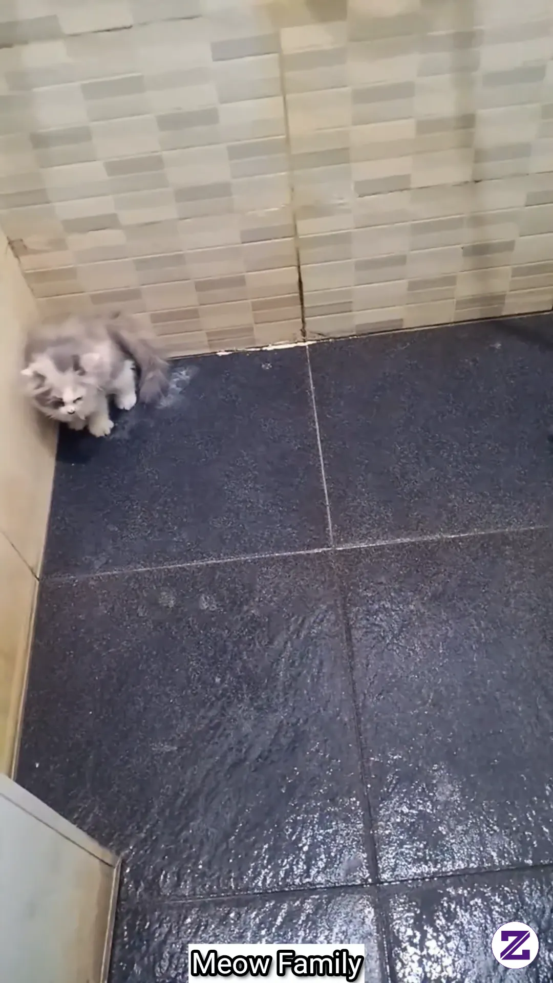 Asyik Main Di Kamar Mandi 😹🐾