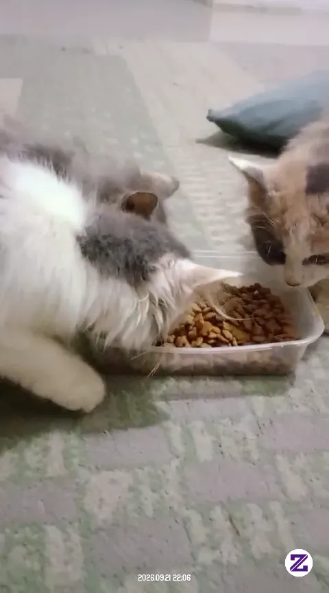 Mealtime Together 😹❤️