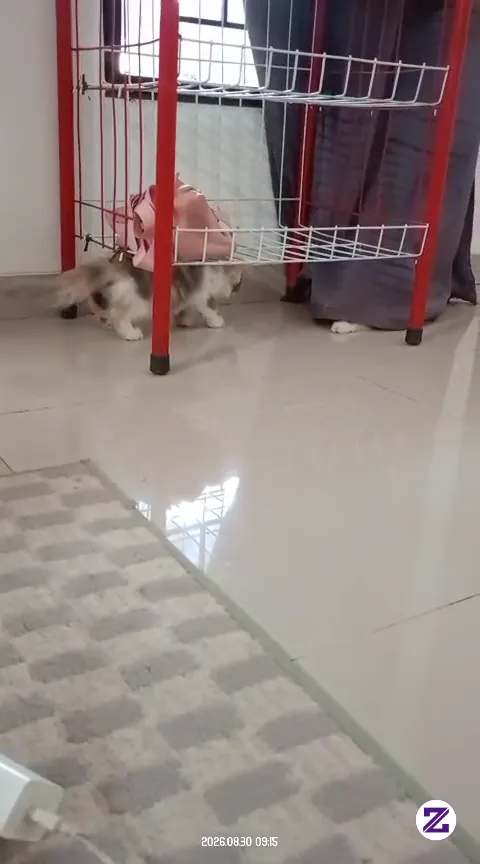 Kesal Dikagetin Langsung Nyerang Balik 🤣