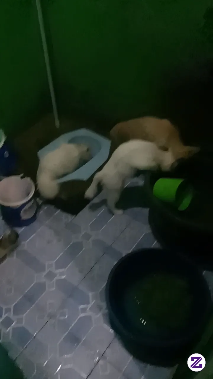 Senangnya Punya Peliharaan Yang Akir Dan Mau Berlombainum😁🤣 @zoyalink @indrl