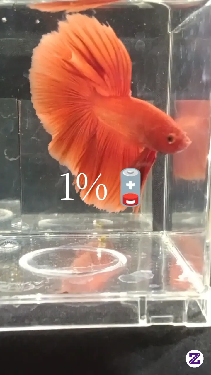 Cuplikan video Ikan Cupang OHM SuperRed kategori Hewan Peliharaan dipublikasikan oleh Dioajipermadi di Zoyalink