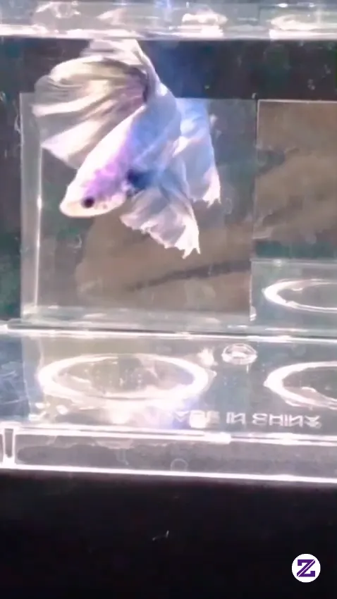 Ikan Cupang Grizle Butterfly