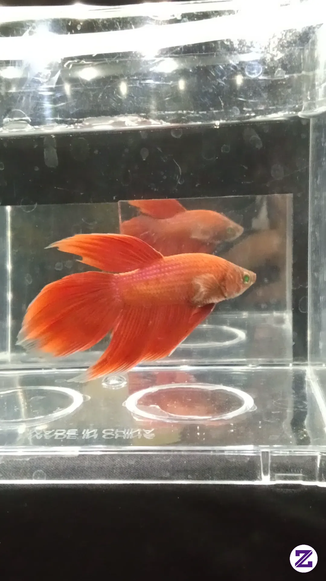 Cupang Veilteil 🐟