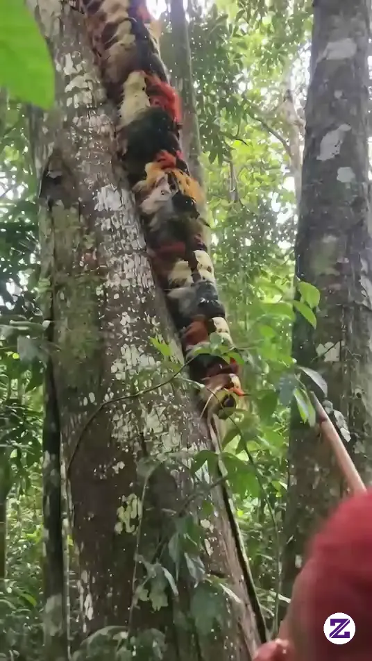 Hewan Aneh Jarang Di Temukan