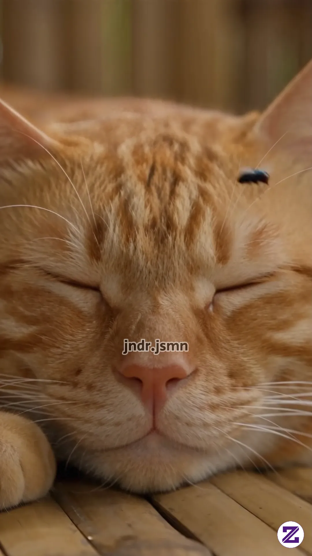 Lagi Enak Tidur Malah Di Injak