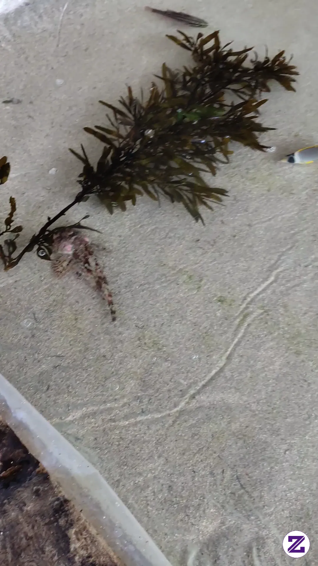 Beragam Jenis Ikan Laut