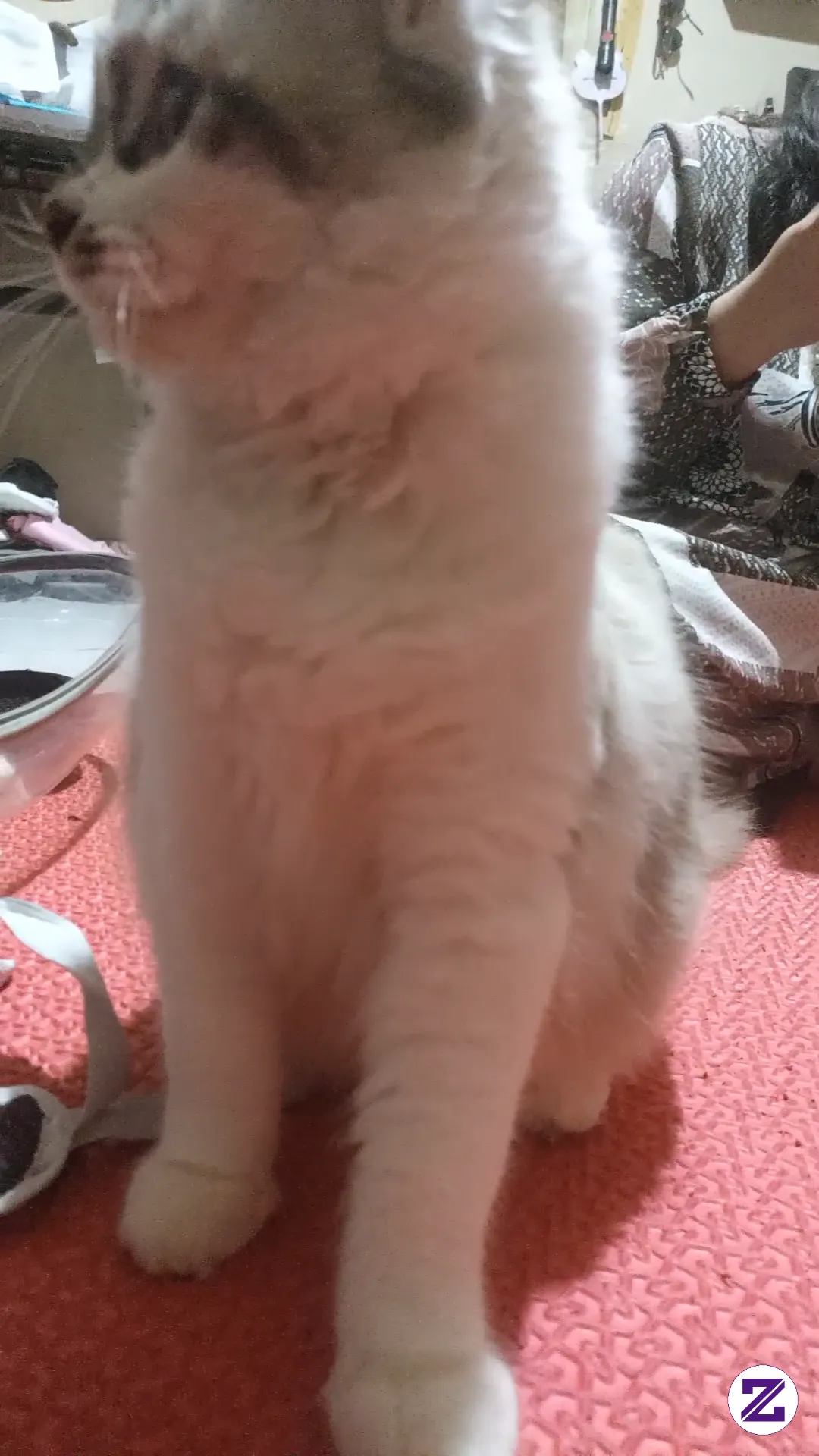 Mimaw Lagi Bingung 😽