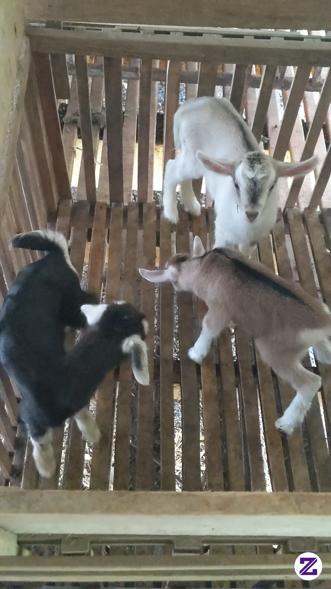Anak Kambing Yang Menggemaskan