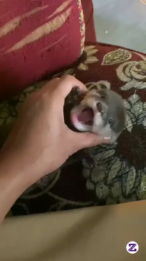 Baby Otter Cute Little