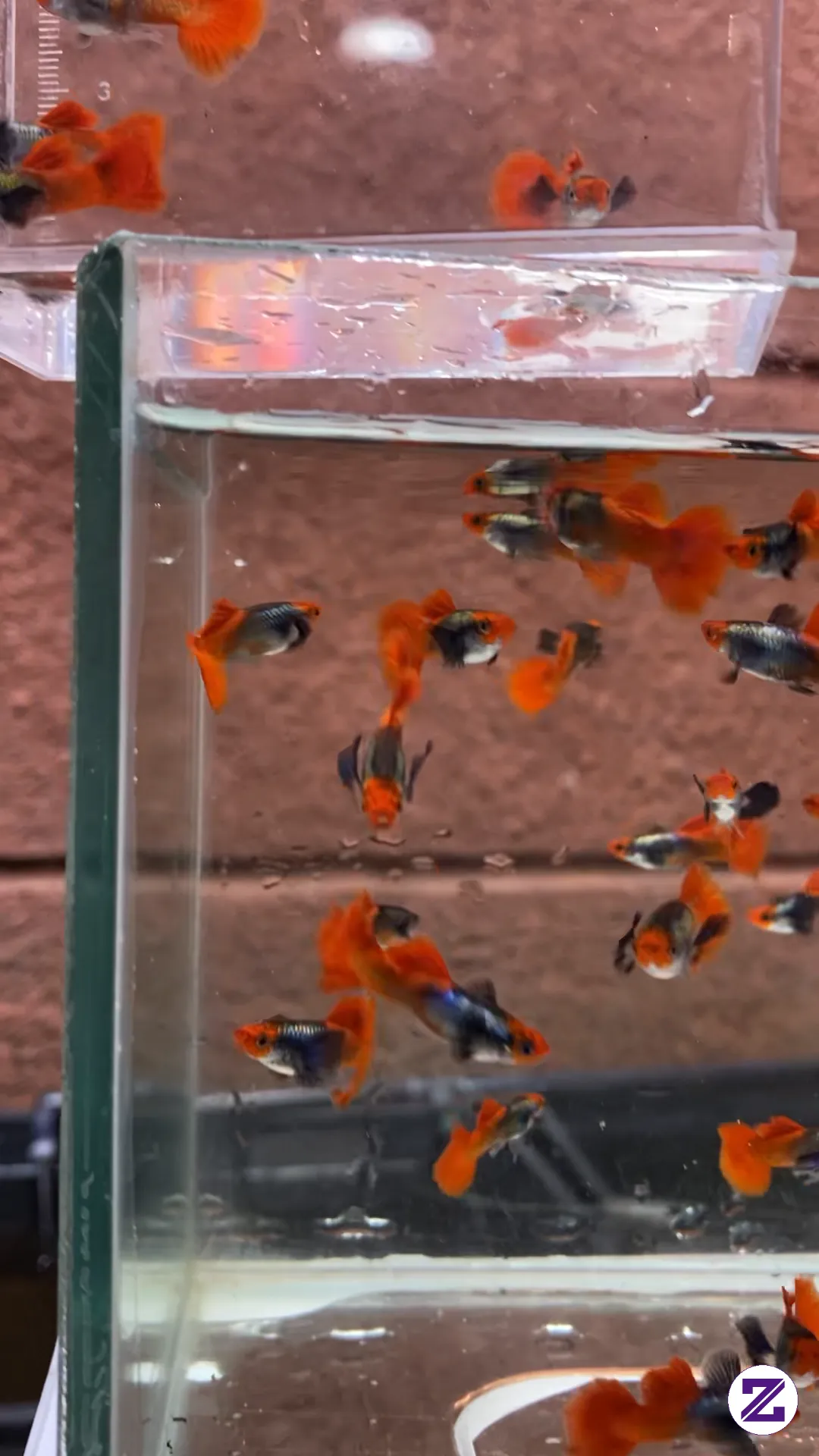Ikan Guppy Platinum Red Tail Dumbo Ear Koi