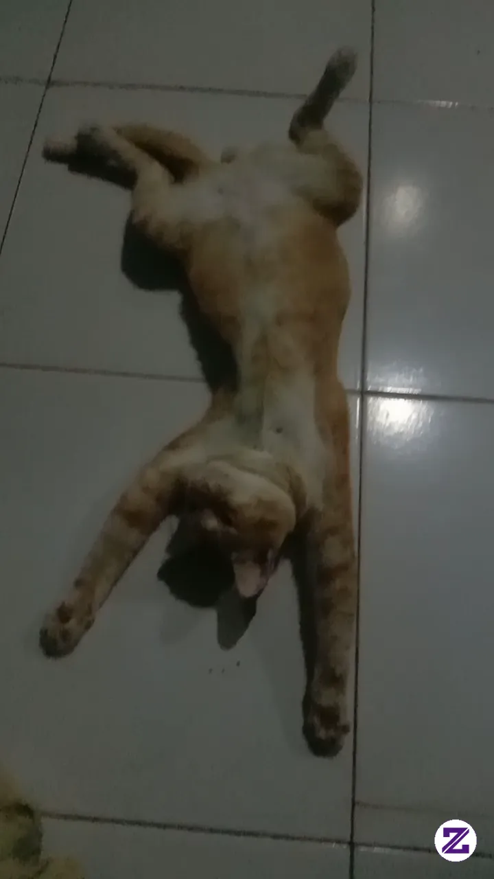 Oyen Ku Yg Lucu♥️