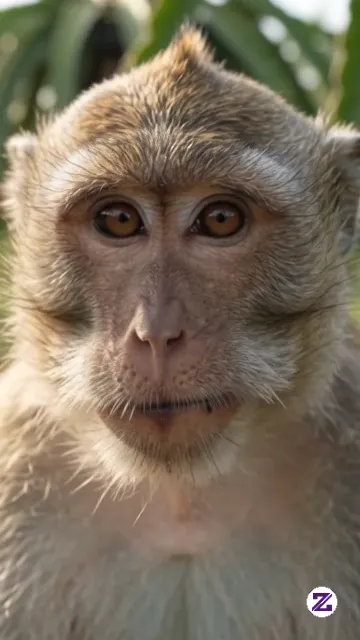Makan Buah Naga Di Kebun