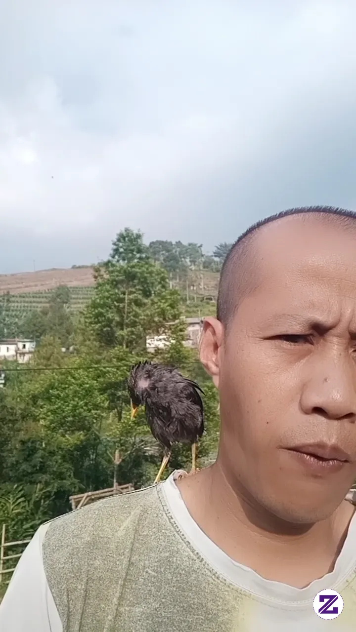Si BARBA "burung Jalak Jinak" Ayo Salam Kenal Nih Dari Si Barba