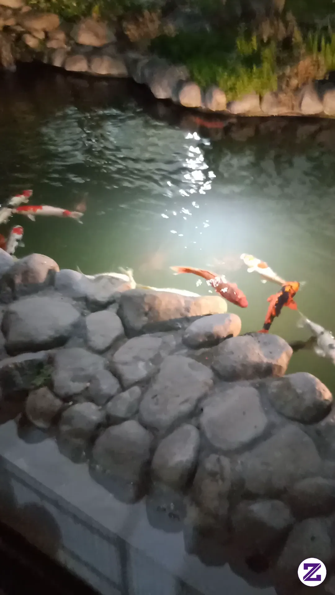 Ikan Koi Bikin Hoki Emang Iya