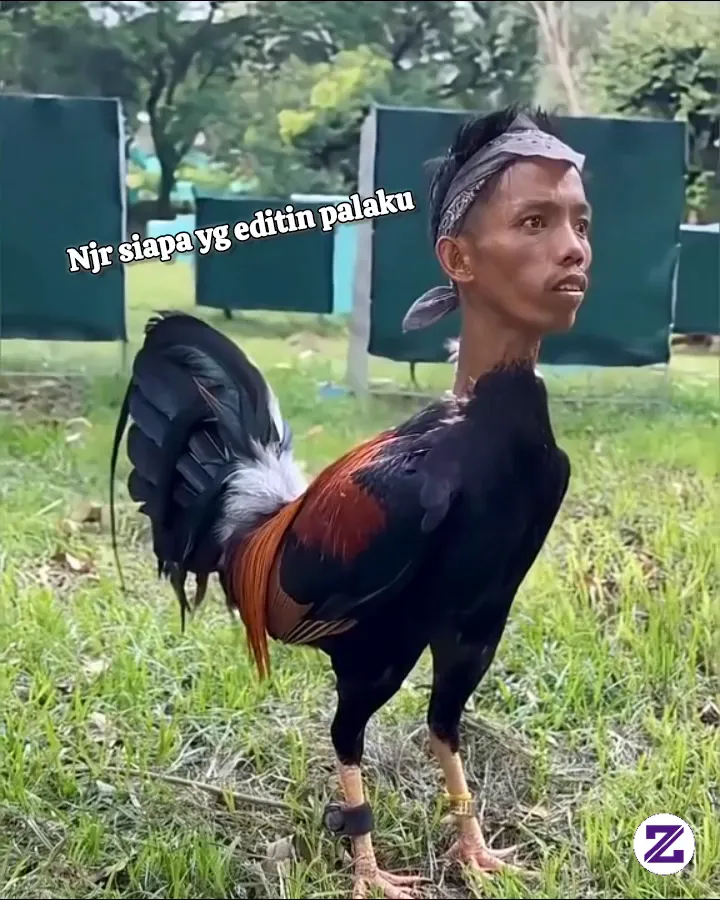 Ini Namanya Ayam Apa Guys??..