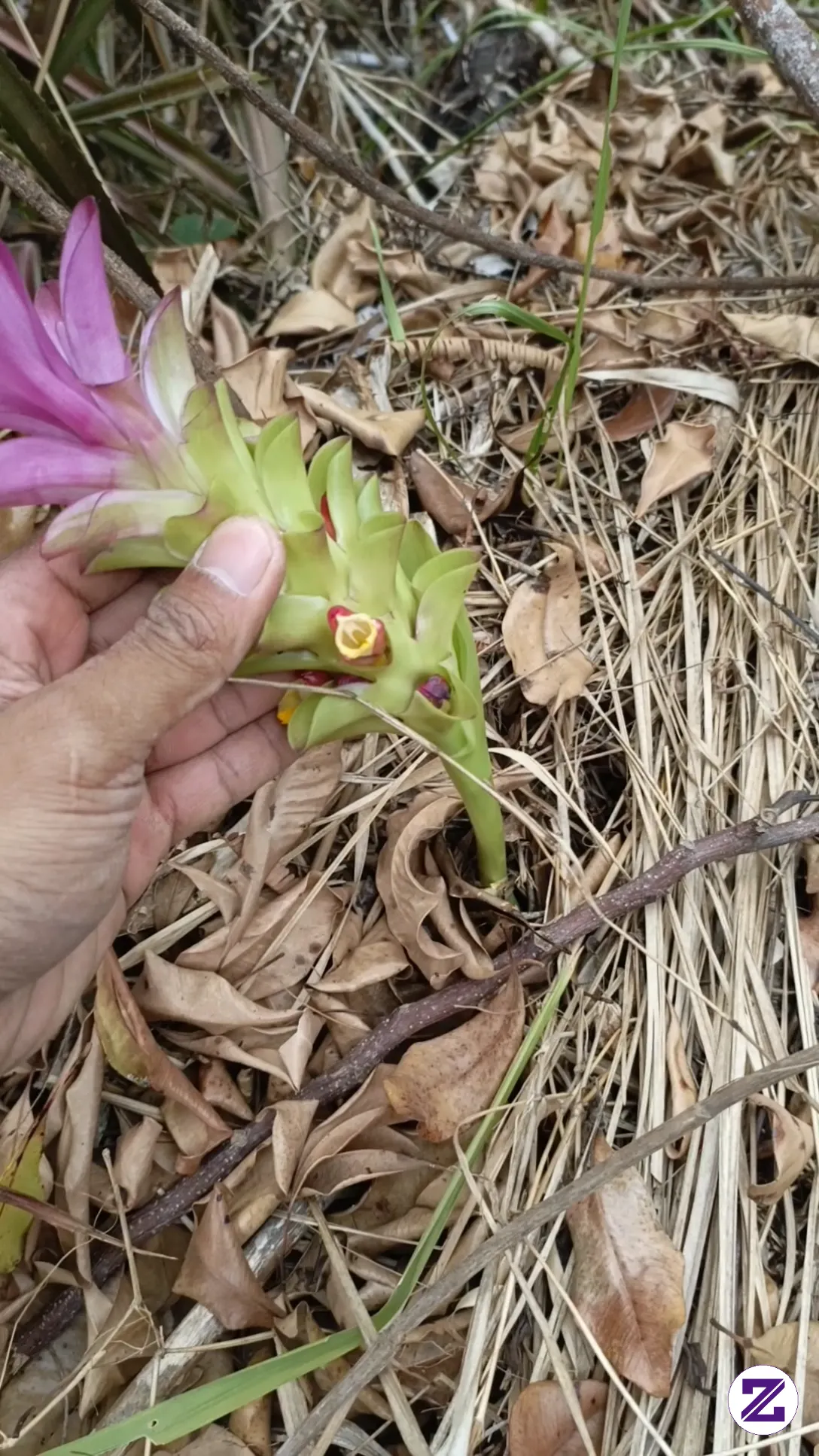 Bunga Yang Langka.