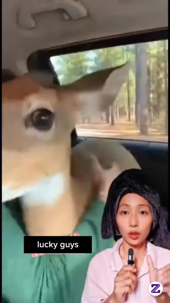 Ketika Rusa Ini Dikejar Harimau Apa Yang Terjadi ??