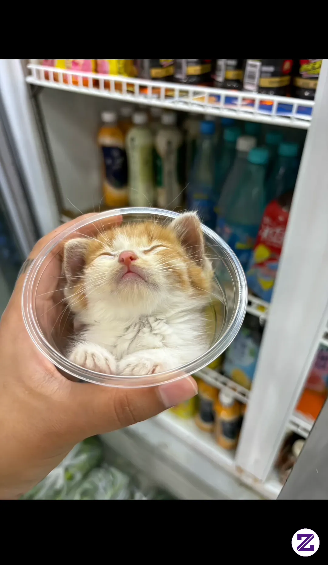 Meow Meow Ice🧊