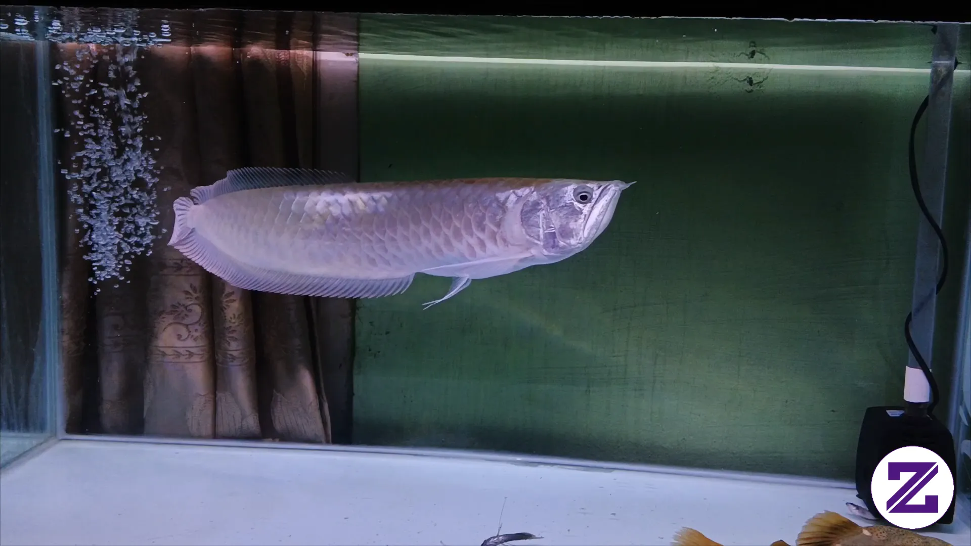 Arwana Silver Brazil