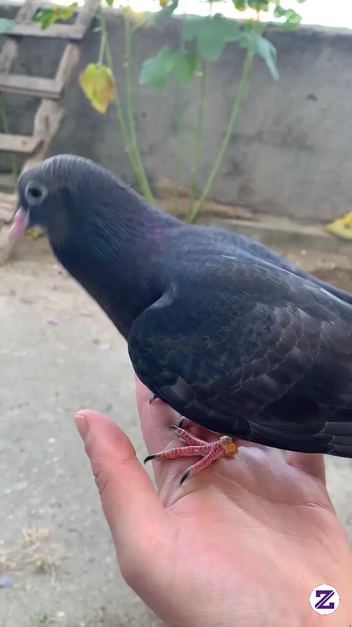 Burung Merpati Apa Ini, Ada Yang Tau??